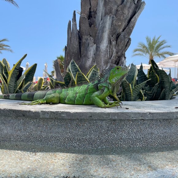 Meet your Posher, Sherry - Picture 1 of 1